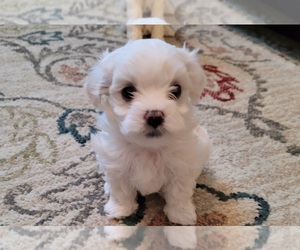 Maltipoo Puppy for sale in GILBERTSVILLE, PA, USA