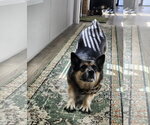 Small #2 German Shepherd Dog Mix