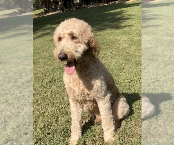 Medium Photo #1 Goldendoodle Puppy For Sale in GOLD HILL, NC, USA