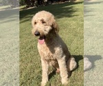 Small Photo #1 Goldendoodle Puppy For Sale in GOLD HILL, NC, USA