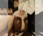 Small Photo #36 Beagle Puppy For Sale in BOWLING GREEN, MO, USA