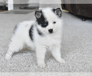 Pomsky Puppy for sale in KANSAS CITY, MO, USA