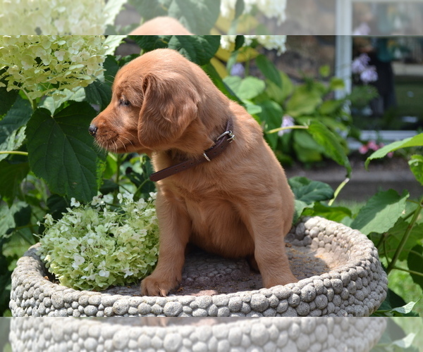Medium Photo #2 Golden Retriever Puppy For Sale in GREENWOOD, WI, USA