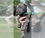 Small #3 Cane Corso