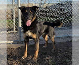 German Shepherd Dog-Unknown Mix Dogs for adoption in Modesto, CA, USA