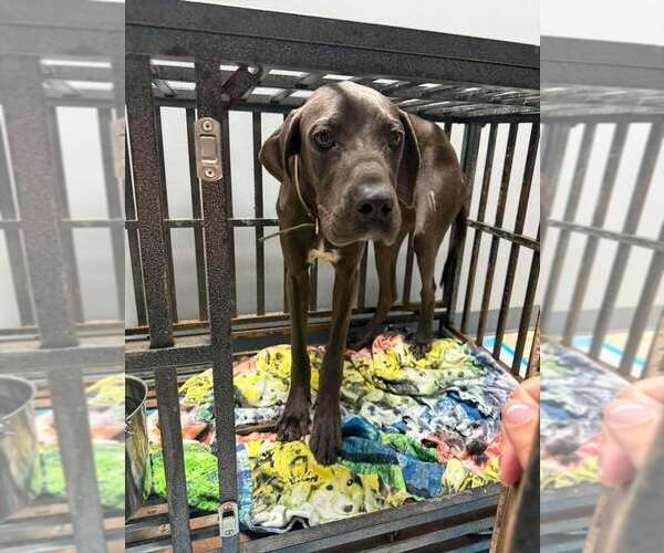 Medium Photo #2 Great Dane-Unknown Mix Puppy For Sale in New York, NY, USA