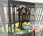 Small #1 Great Dane Mix