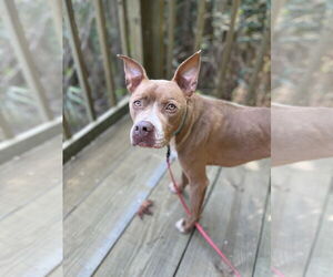 American Pit Bull Terrier-Unknown Mix Dogs for adoption in Virginia Beach, VA, USA