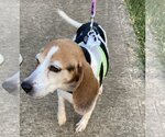 Small Photo #1 Beagle Puppy For Sale in Winder, GA, USA