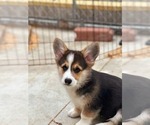 Small #2 Pembroke Welsh Corgi