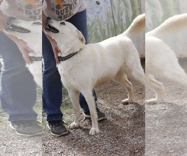 Medium Photo #7 Siberian Husky-Unknown Mix Puppy For Sale in Cedar Crest, NM, USA