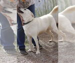 Small #6 Siberian Husky Mix