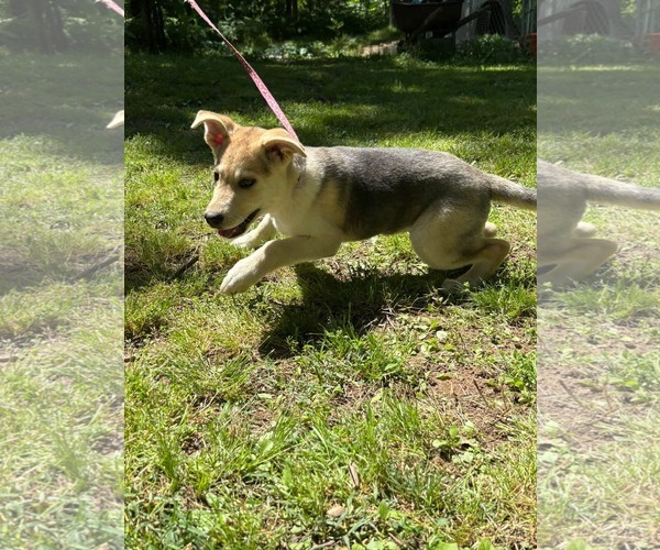 Medium Photo #3 German Shepherd Dog-Unknown Mix Puppy For Sale in HOPKINSVILLE/PRINCETON, KY, NH, USA