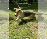 Small #2 German Shepherd Dog Mix