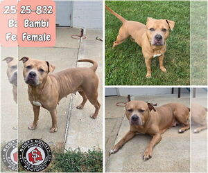 American Pit Bull Terrier-Unknown Mix Dogs for adoption in Georgetown, KY, USA
