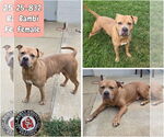 Small American Pit Bull Terrier Mix