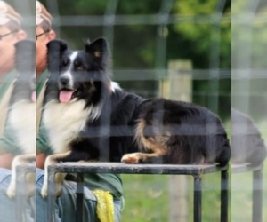 Father of the Australian Shepherd puppies born on 03/15/2021