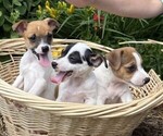 Small #5 Jack Russell Terrier