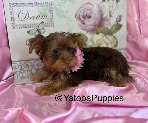 Medium Photo #1 Yorkshire Terrier Puppy For Sale in CENTER HILL, FL, USA