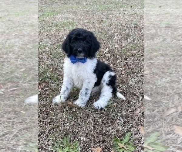Medium Photo #9 Goldendoodle Puppy For Sale in CHESNEE, SC, USA