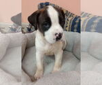 Small #3 Boxer Mix
