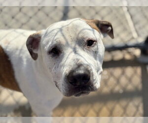 Mutt Dogs for adoption in Tulsa, OK, USA