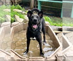 Small #8 Border Collie Mix