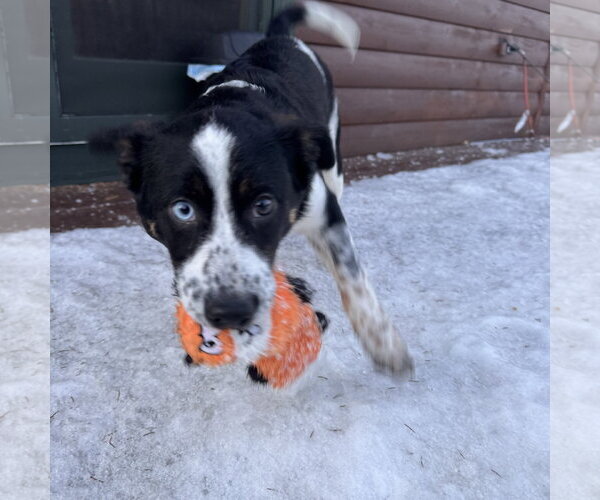 Medium Photo #3 Border Collie-Unknown Mix Puppy For Sale in Garden City, NY, USA