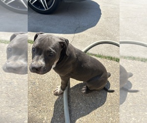 American Pit Bull Terrier Puppy for sale in NEW ORLEANS, LA, USA