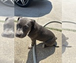 Small American Pit Bull Terrier