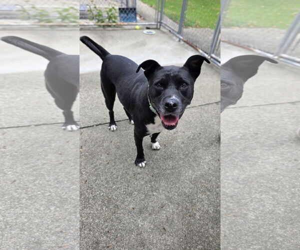 Medium Photo #5 American Pit Bull Terrier-Unknown Mix Puppy For Sale in Rockaway, NJ, USA