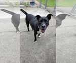 Small #4 American Pit Bull Terrier Mix
