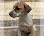 Small #6 Mutt
