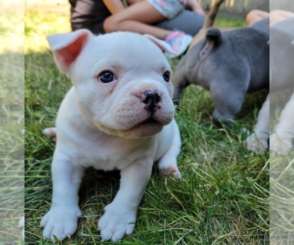 Medium Photo #2 American Bully Puppy For Sale in OLYMPIA, WA, USA