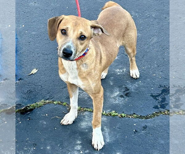 Medium Photo #2 Labbe Puppy For Sale in Batavia, OH, USA