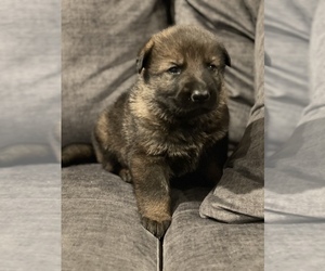 German Shepherd Dog Puppy for sale in JEFFERSON, OR, USA