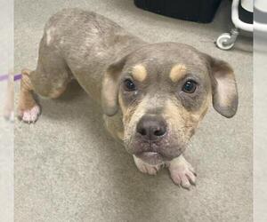 Mutt Dogs for adoption in HESPERIA, CA, USA