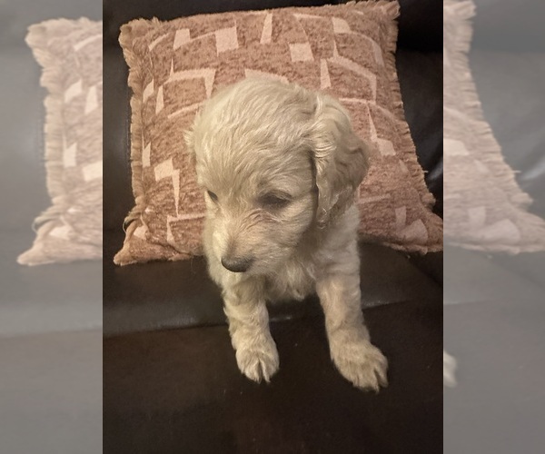 Medium Photo #15 Cock-A-Poo-Maltipoo Mix Puppy For Sale in SIMPSONVILLE, SC, USA