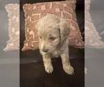 Small #14 Cock-A-Poo-Maltipoo Mix
