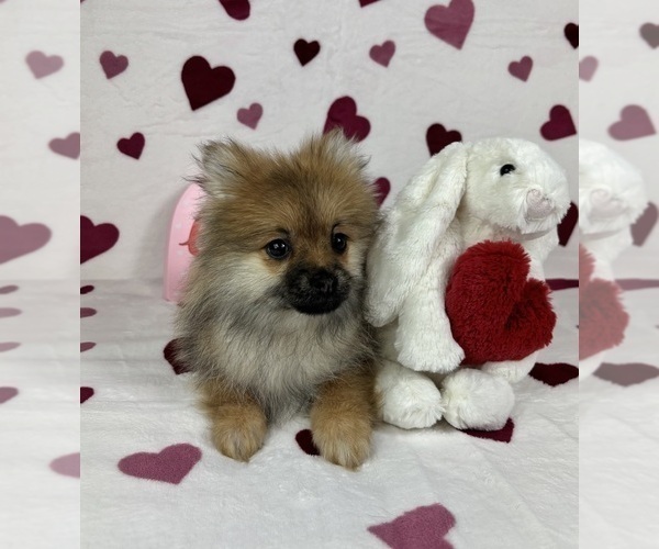 Medium Photo #5 Pomeranian Puppy For Sale in GREENFIELD, IN, USA