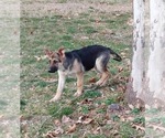 Small Photo #8 German Shepherd Dog Puppy For Sale in JAY, OK, USA