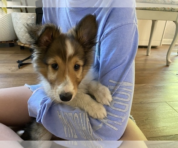 Medium Photo #3 Shetland Sheepdog Puppy For Sale in CHESAPEAKE, VA, USA