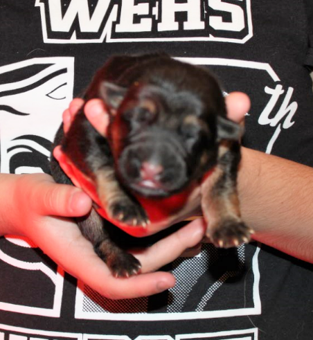 Medium Photo #1 German Shepherd Dog Puppy For Sale in WESLACO, TX, USA