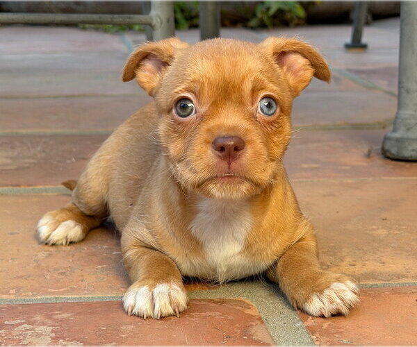 Medium Photo #4 Mutt Puppy For Sale in Lake Elsinore, CA, USA