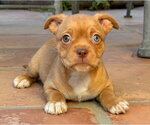 Small #3 Mutt