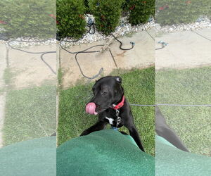 Astro - Male Boxador Dog for Adoption - Photo #11