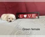Small Photo #1 Labrador Retriever Puppy For Sale in INVERNESS, FL, USA