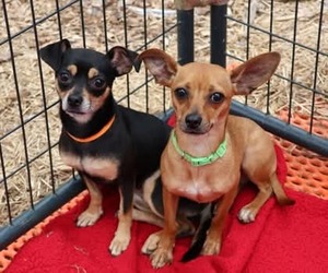 Buttons Athens - Female Chihuahua-Unknown Mix Dog for Adoption - Photo #2