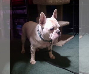 Oliver - Male French Bulldog Dog for Adoption - Photo #11