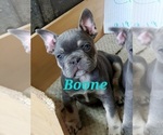 Small Photo #5 French Bulldog Puppy For Sale in AFTON, WY, USA